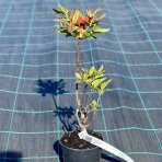 Azalka veľkokvetá (Azalea Mollis) ´TUNIS´ - výška 20-40 cm, kont. C1L
